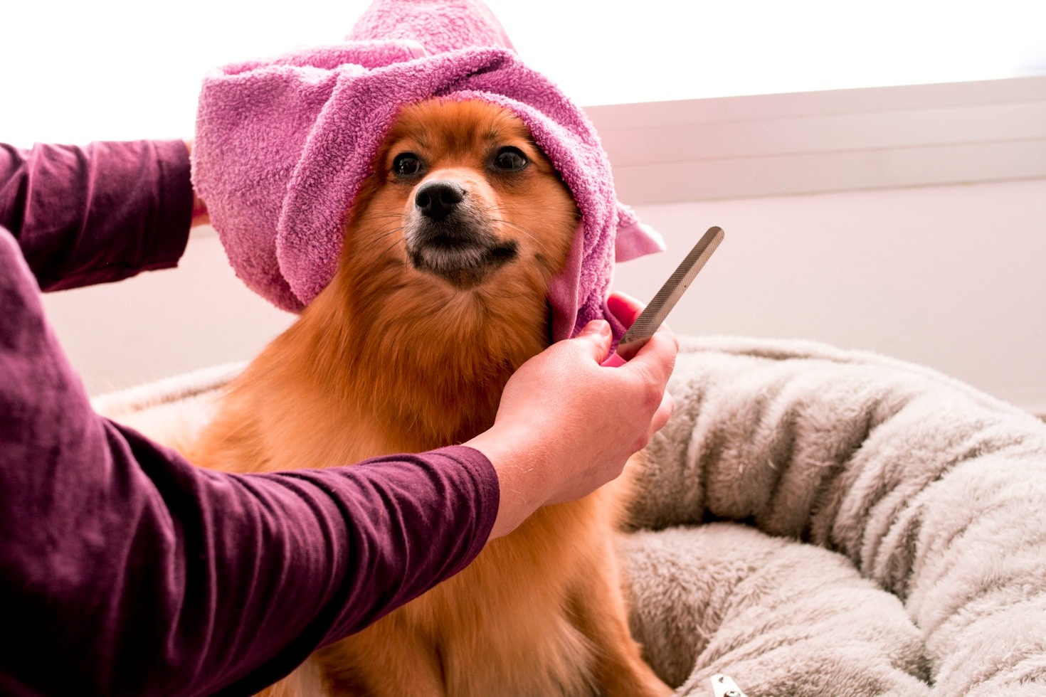 Säker och skonsam klippning för din hund